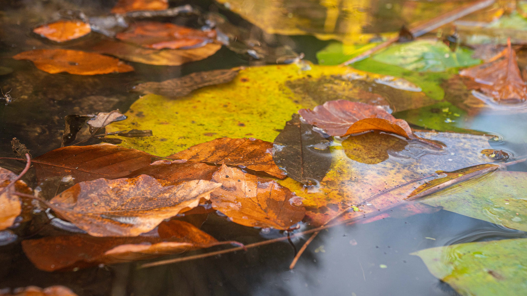 autumn pond with leaves