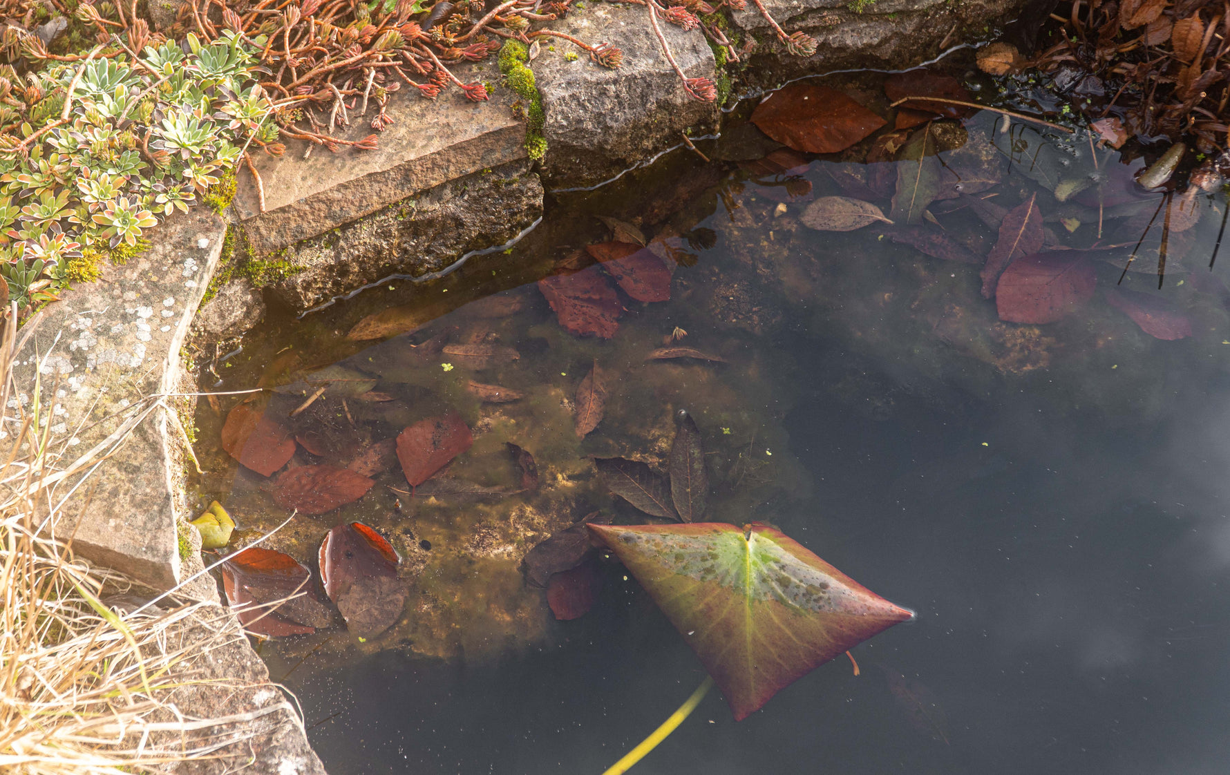 Pond water with fallen leaves