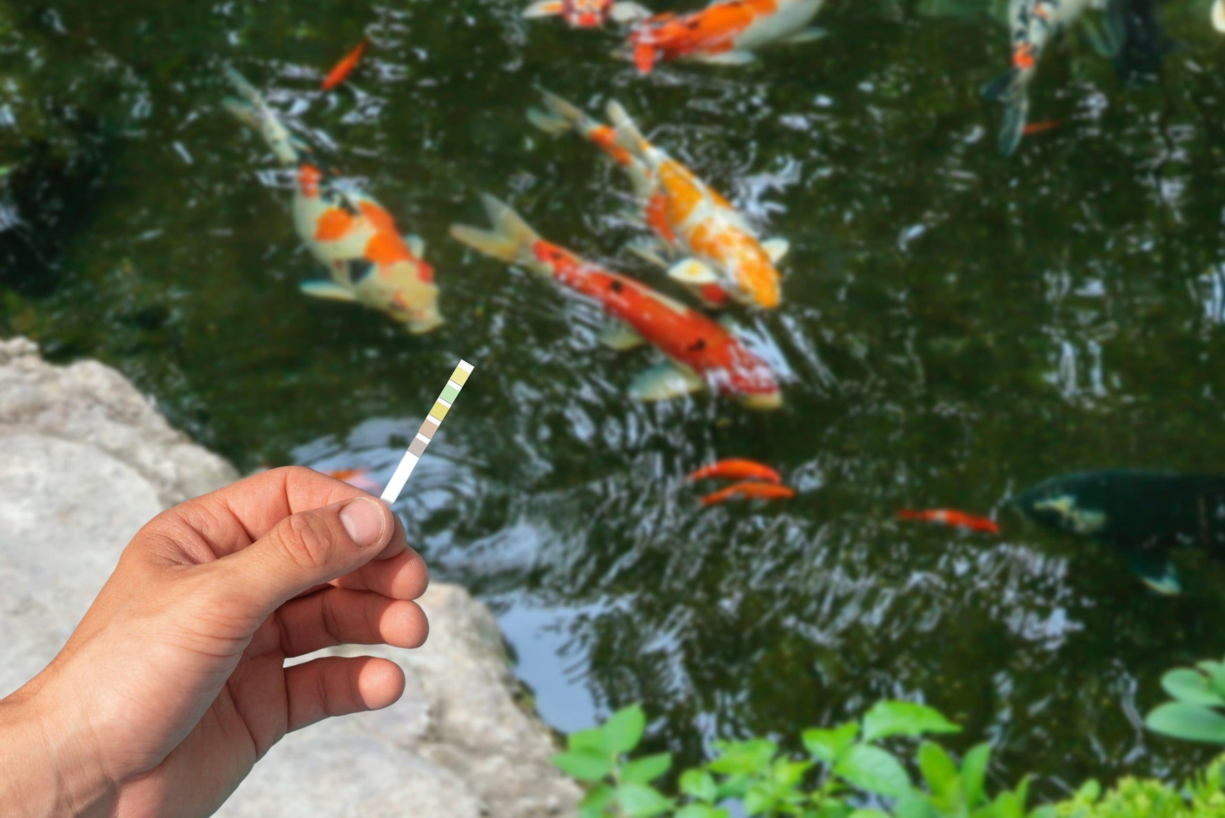 testing pond pH