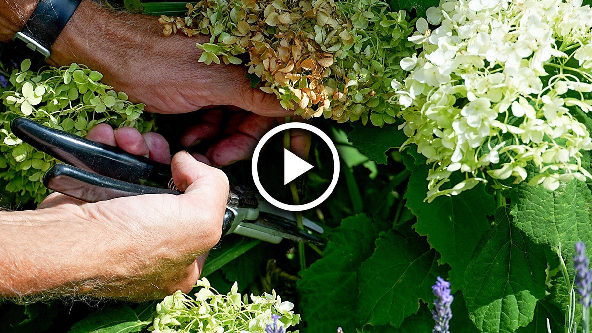 When to Prune Hydrangeas: Annabelle, Macrophylla & Paniculata ✂️