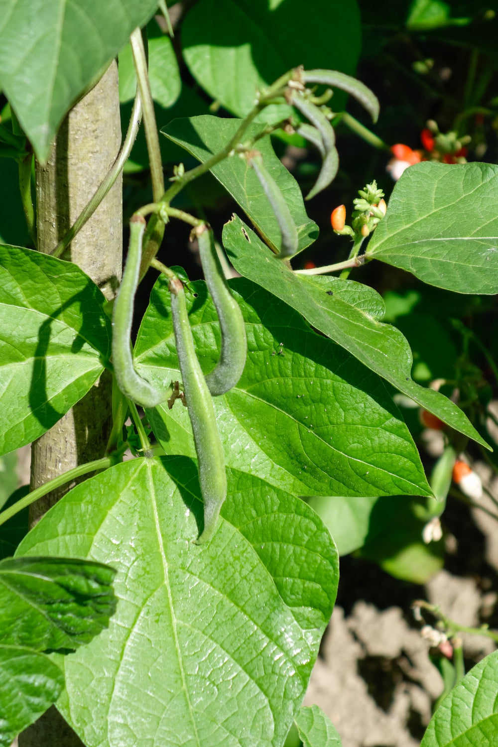 Tips for Growing Runner Beans