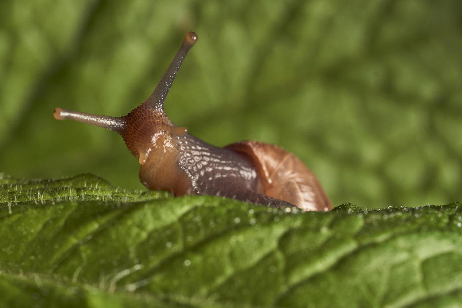 snail on a mint leaf