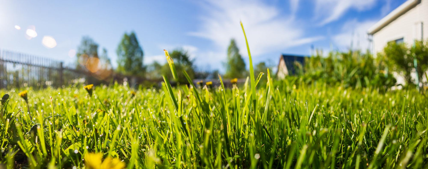 The Ultimate Guide to Summer Lawn Care