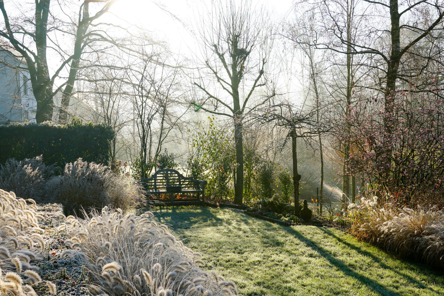 winter frost in a garden