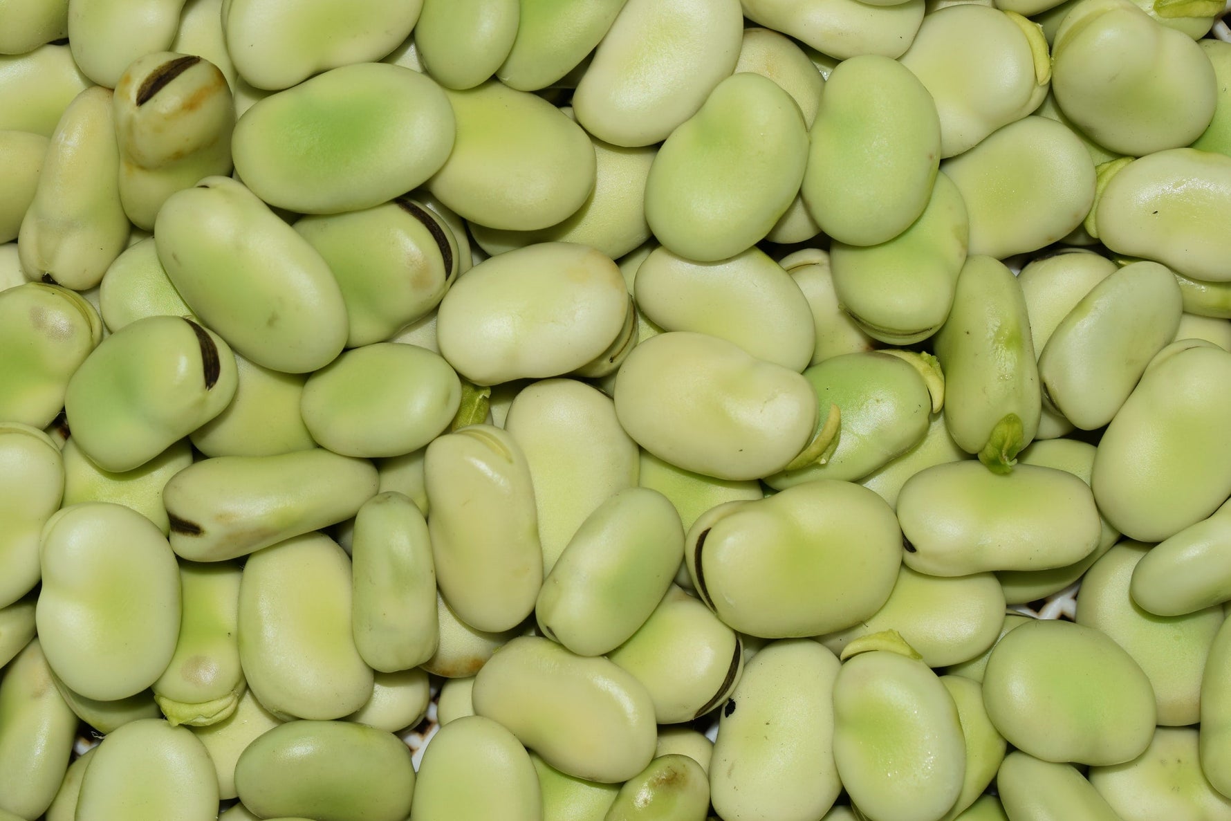 Tips for Growing Broad Beans
