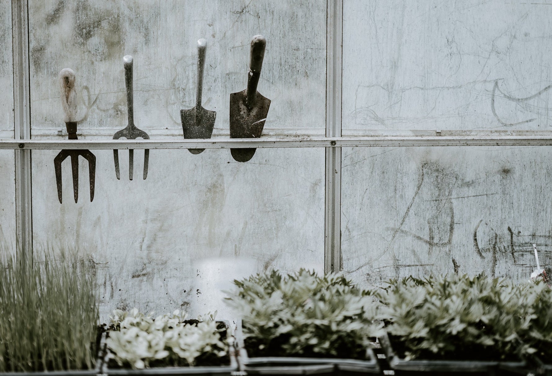 Frozen greenhouse in winter