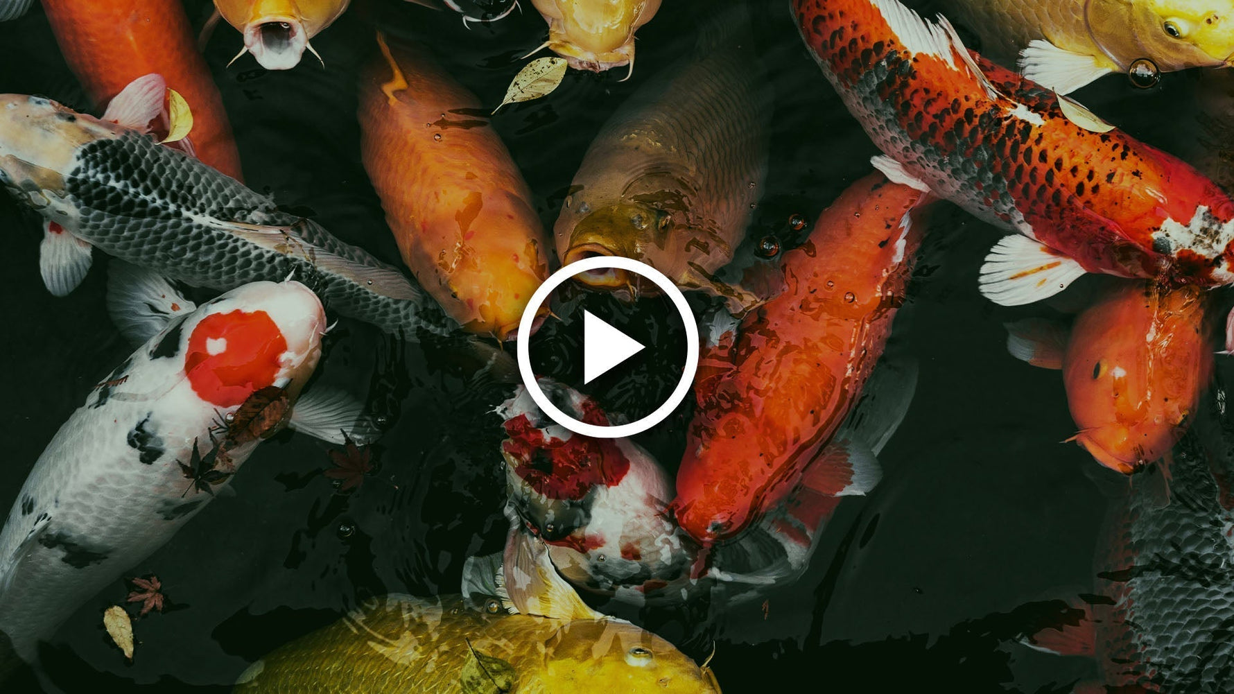 pond fish, stocking and feeding