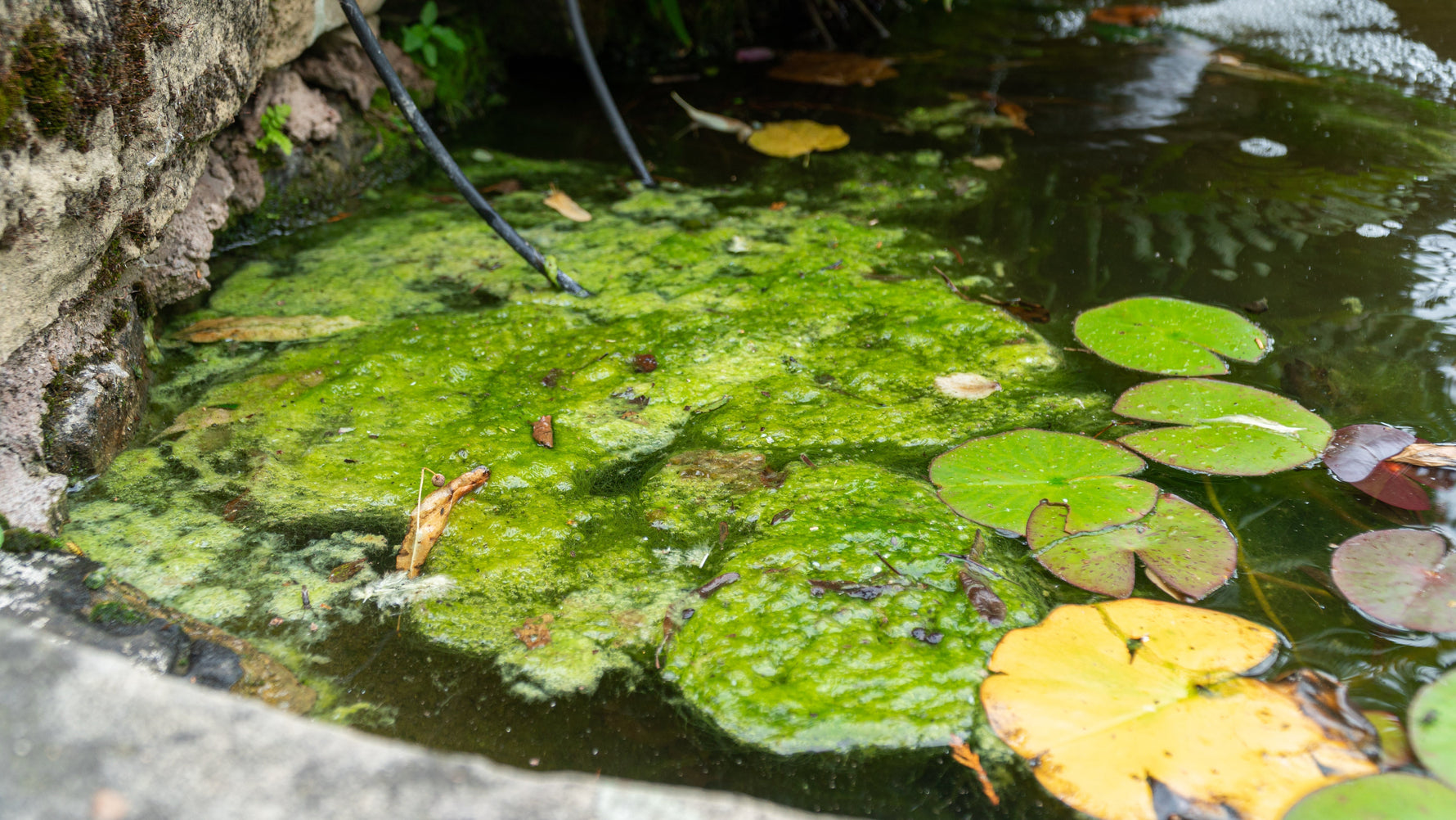 Blanket weed in a pond with lilies 
