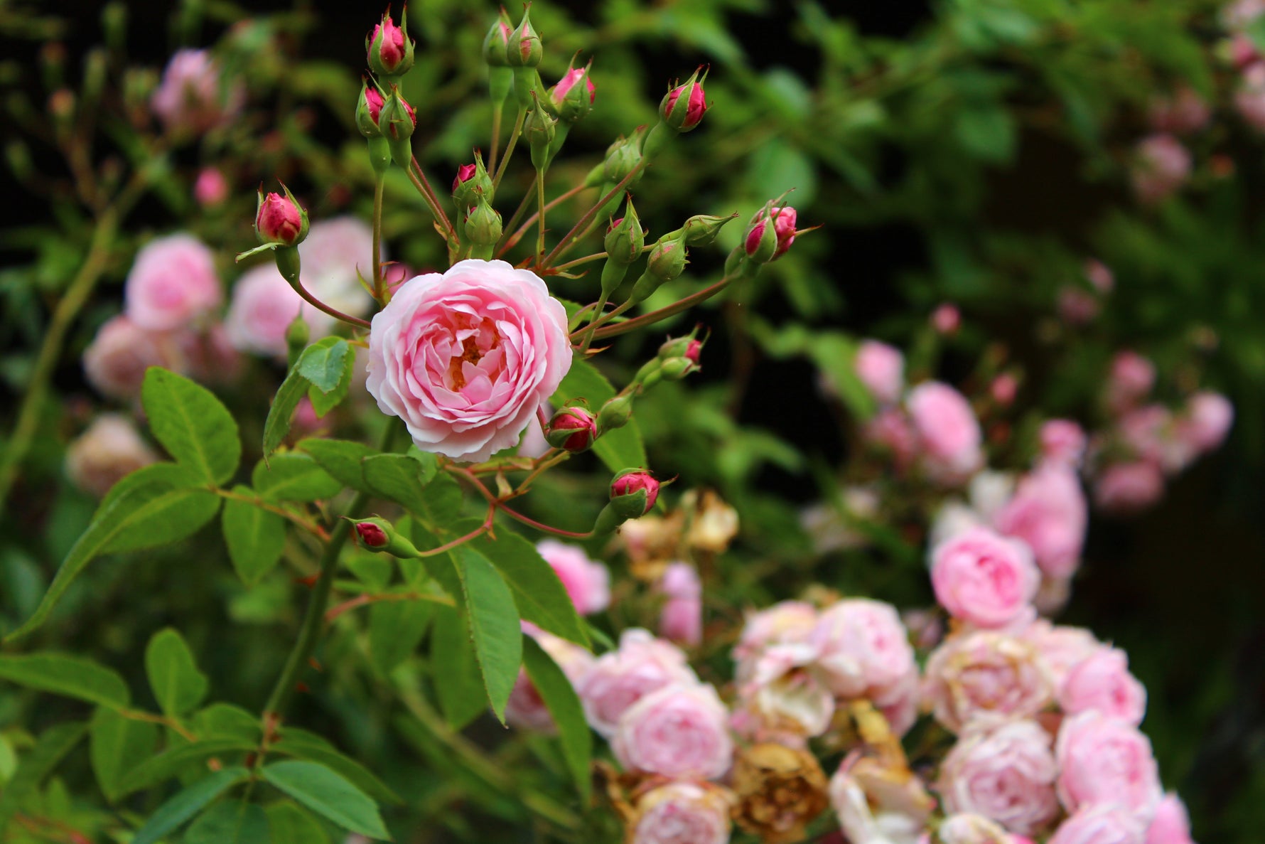 Roses