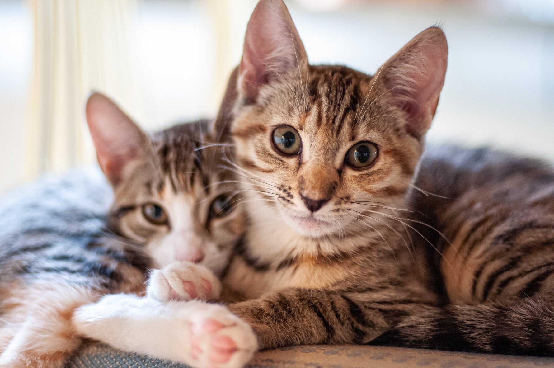 Why Does Cat Urine Smell So Bad — And How to Get Rid Of It For Good