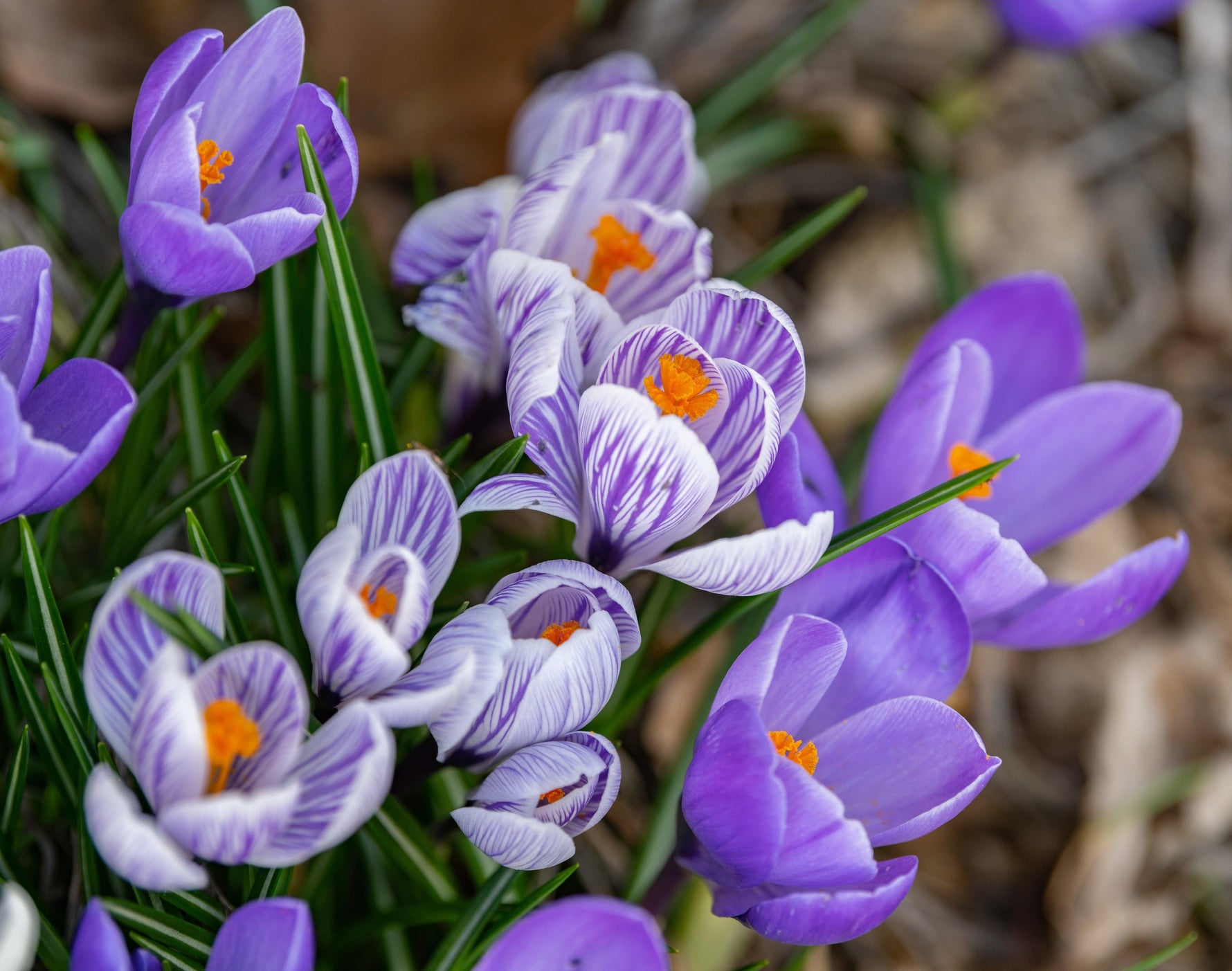 How To Prepare Your Garden For Spring - envii