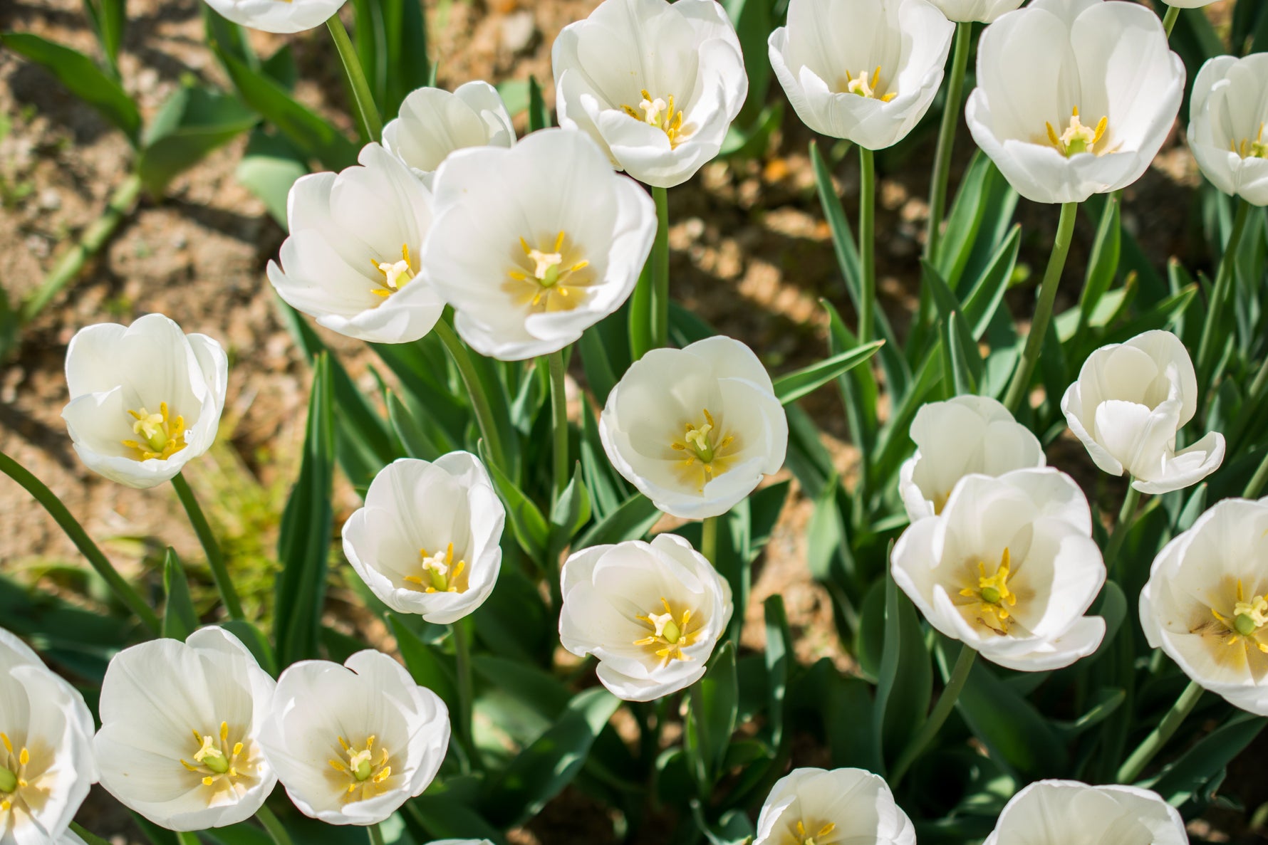 Close up of tulip flowers