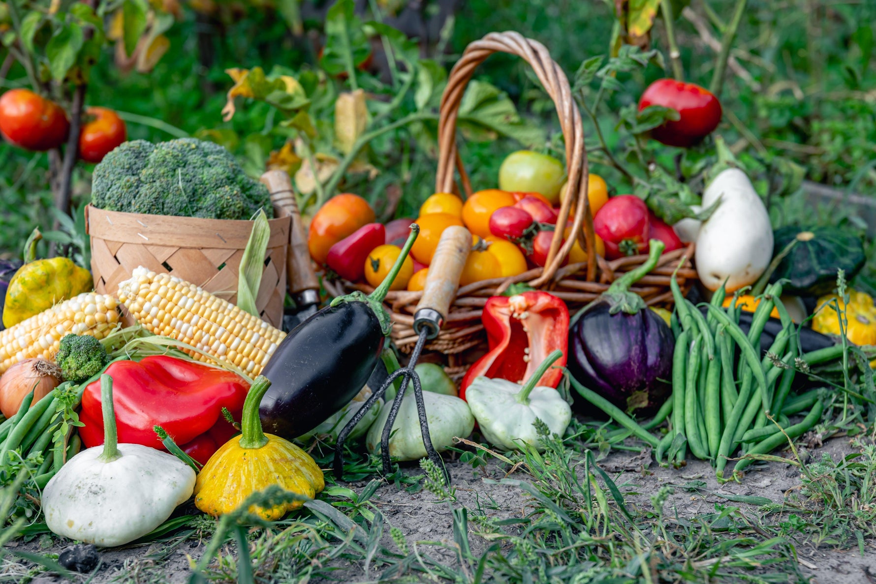 Autumn harvest of fruits and vegetables