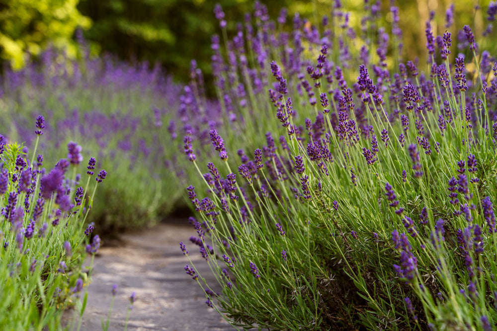 How to Care for Lavender: The Complete Guide to Growing Healthy, Fragrant Plants