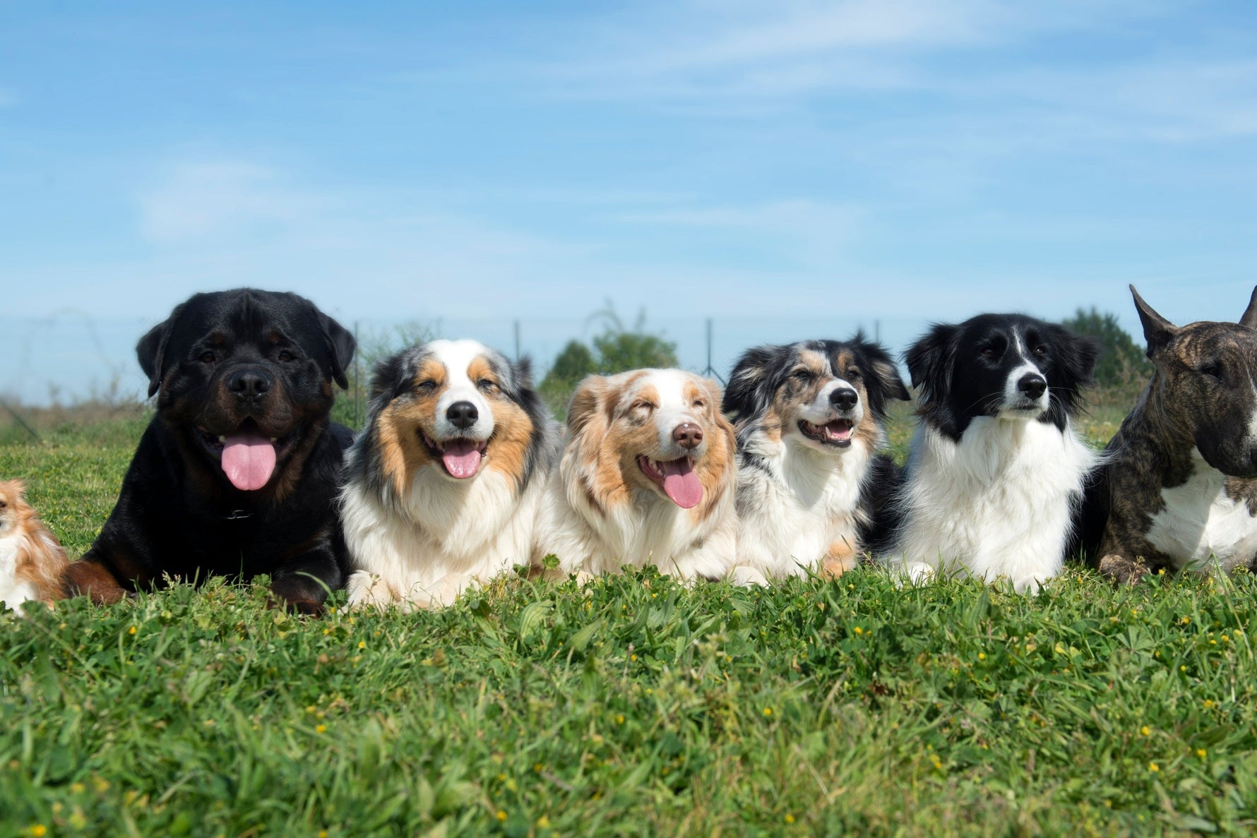 dogs lined up on a field