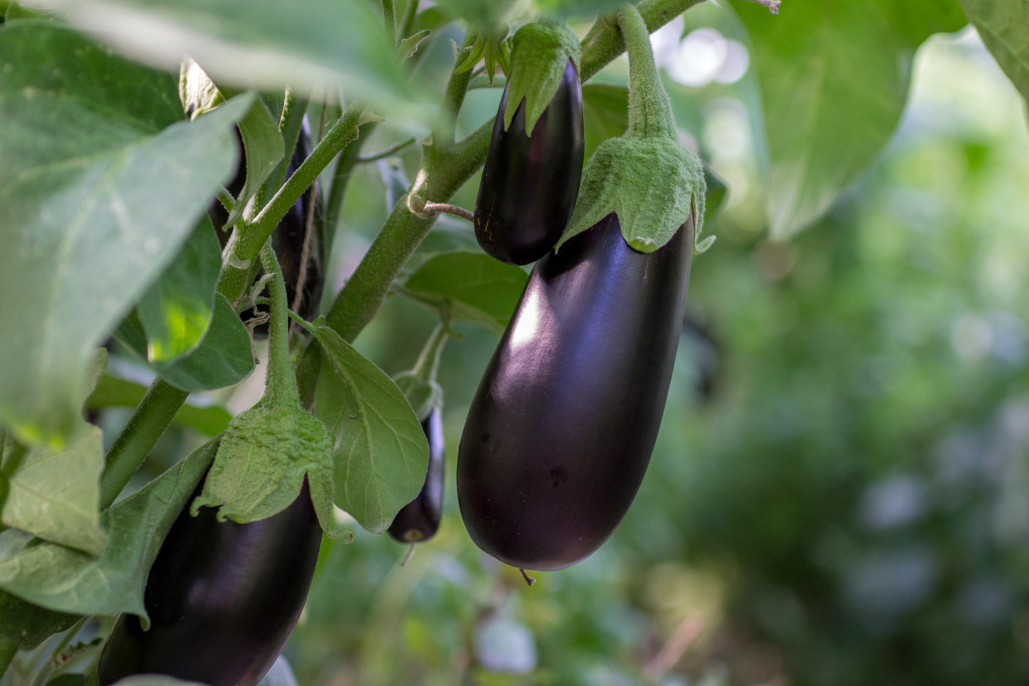 Aubergines growing in greenhouse