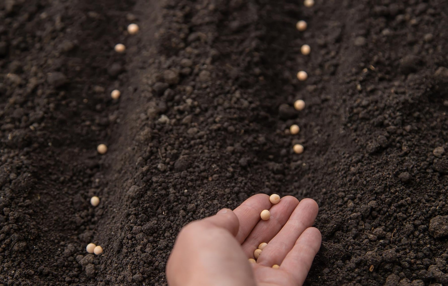 Sowing peas in soil