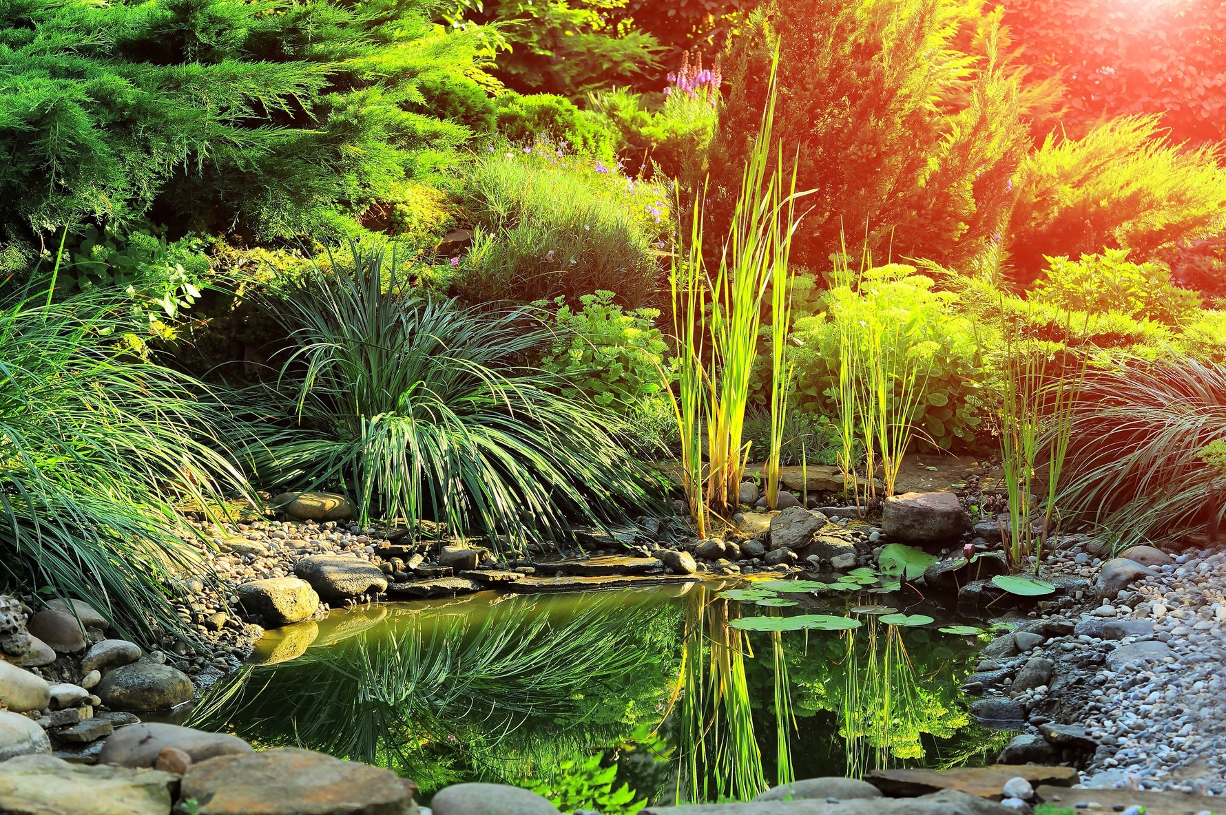 fresh green grass around a pond
