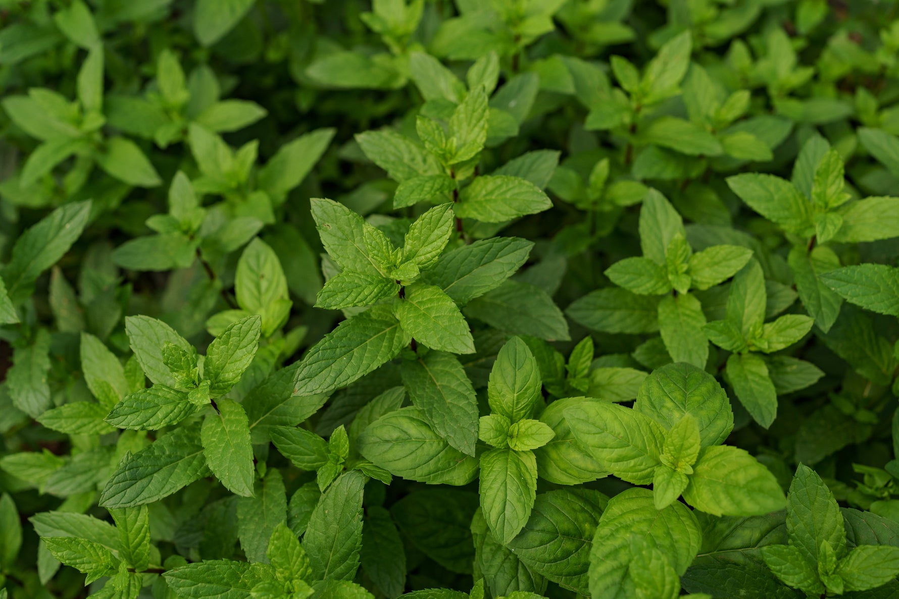 Mint for cuttings