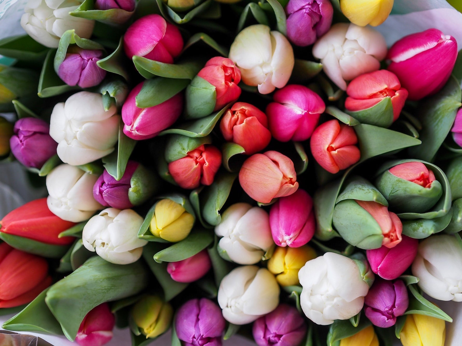 close up of tulips