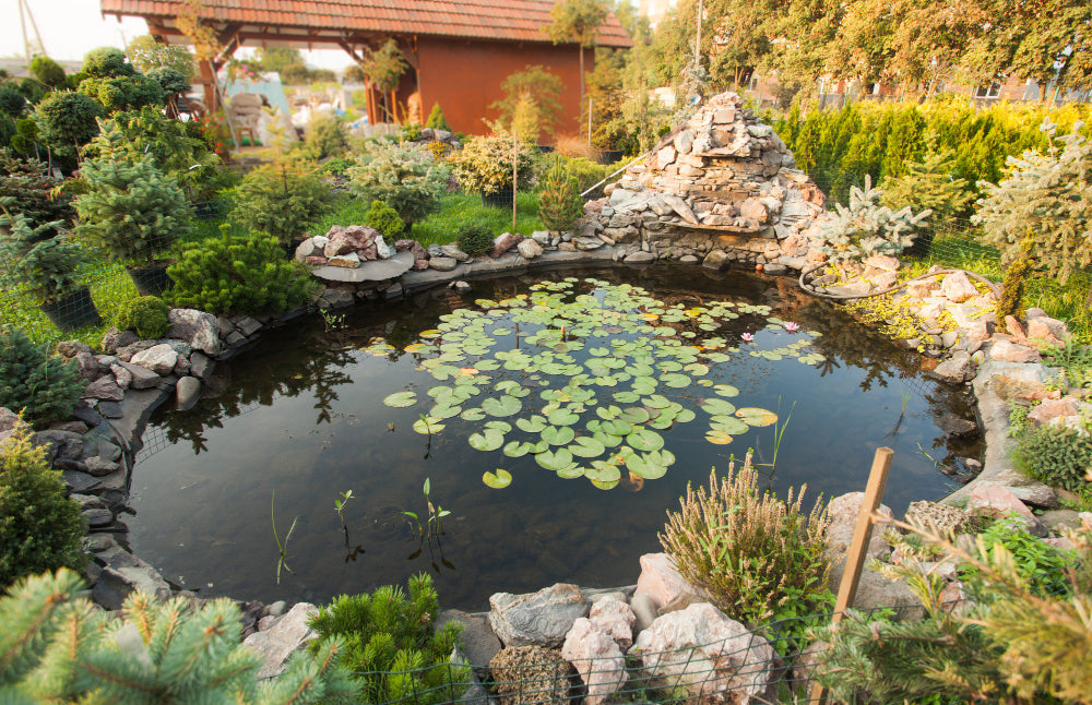 The Benefits of Beneficial Bacteria in Pond Filters (And Why Your Pond Needs Them)