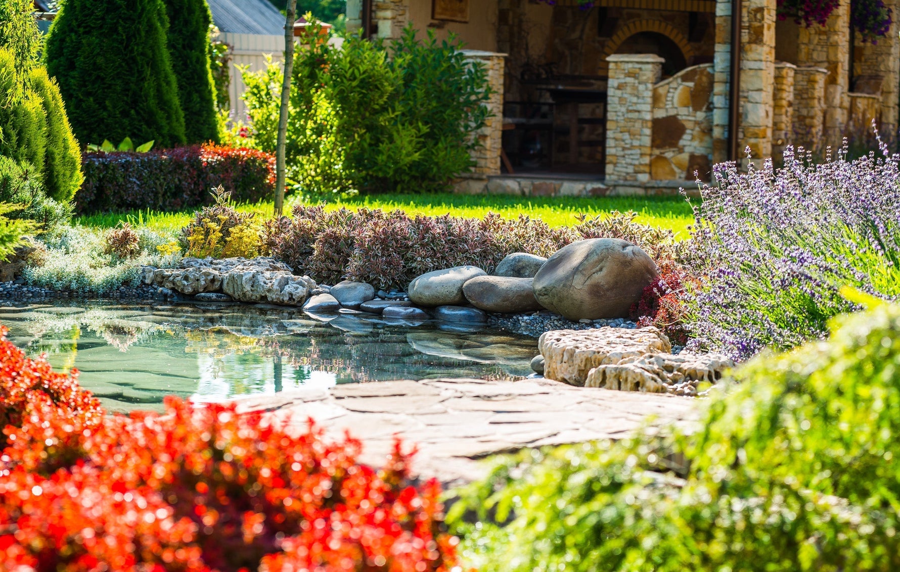 pond with pond plants surrounding 