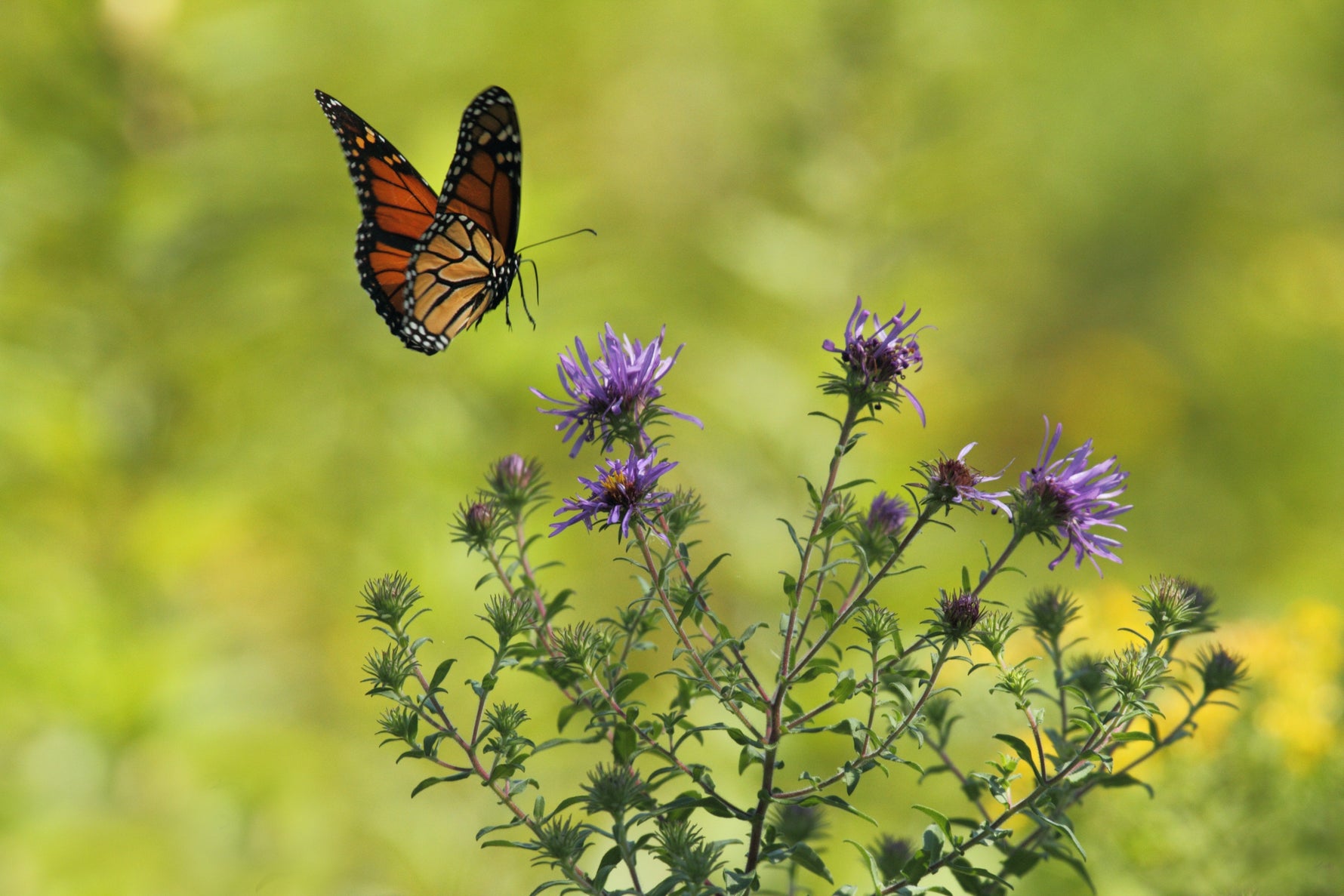 butterfly on a flower