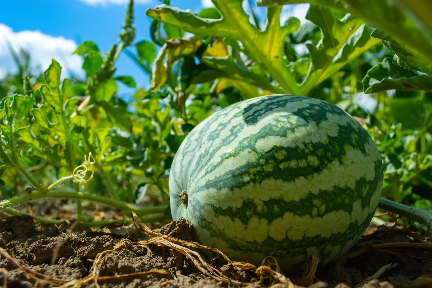 The Ultimate Guide to Growing Watermelons