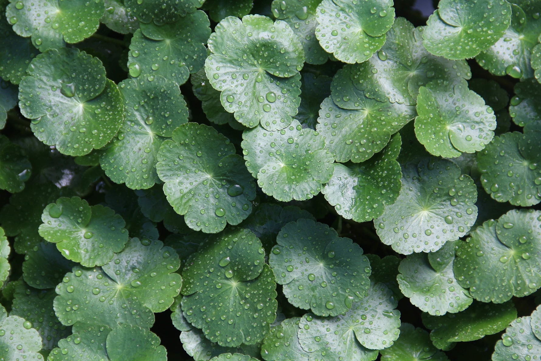 Macro shot of leaves