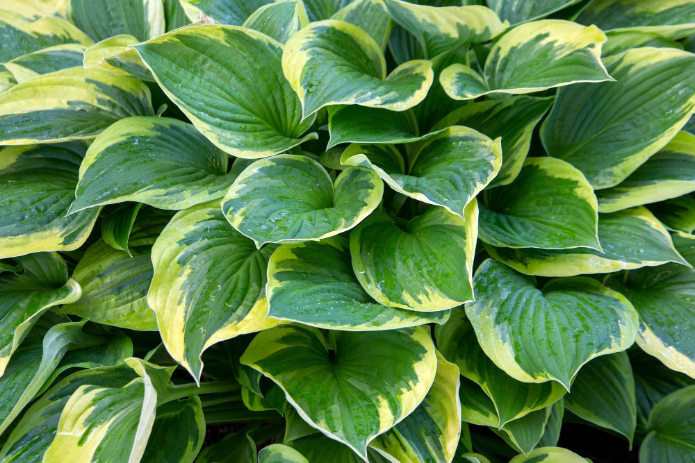 How To Protect Your Waxy Hostas From Slugs & Snails