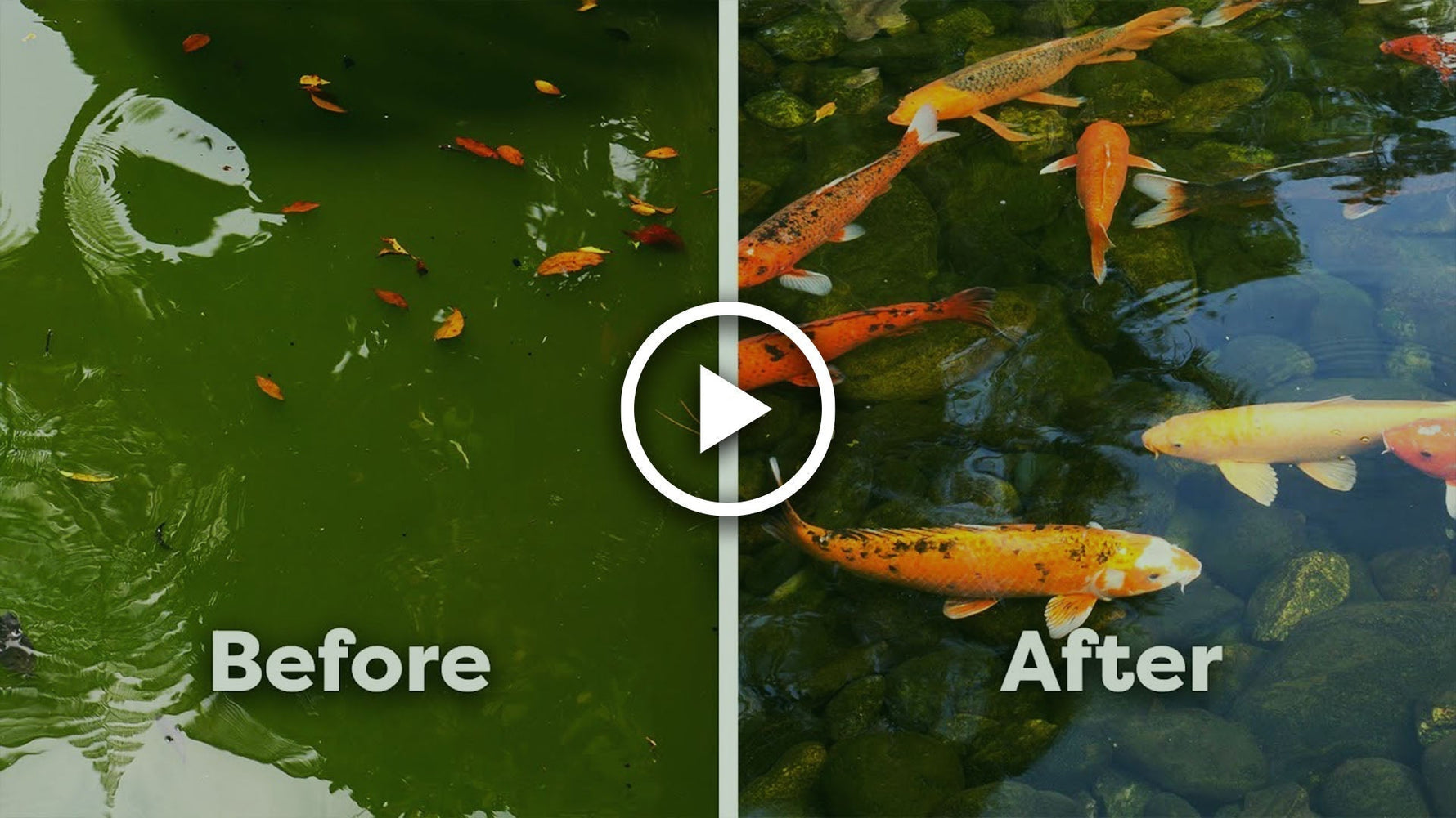 how to clear and prevent green water
