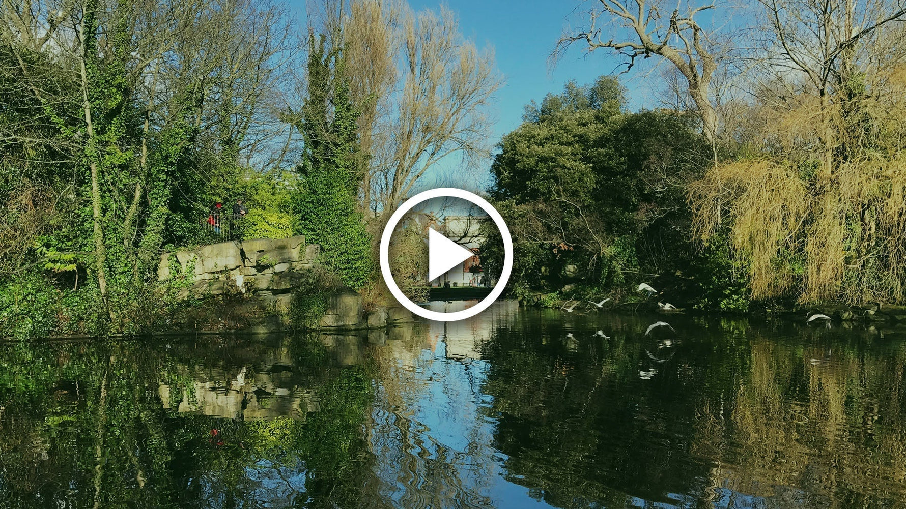 duckweed and algae in lakes