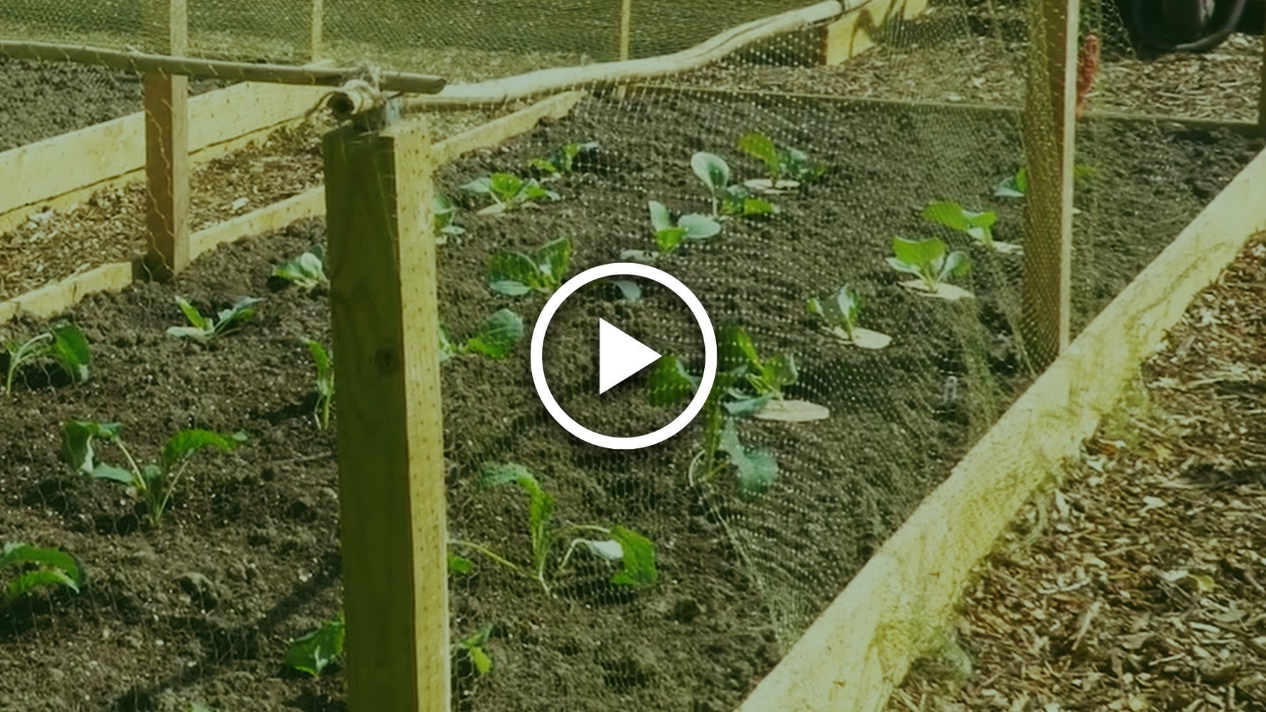 How to Get The Best Crop of Cabbages 🥬 (Stop Pests & Wind Damage) - envii