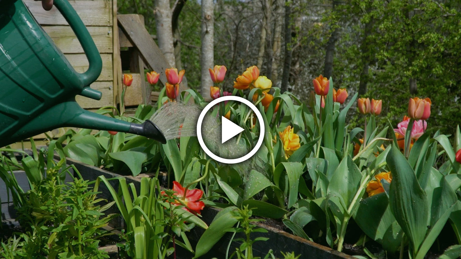 How to Store Tulip Bulbs (for Better Flowering Next Year!)