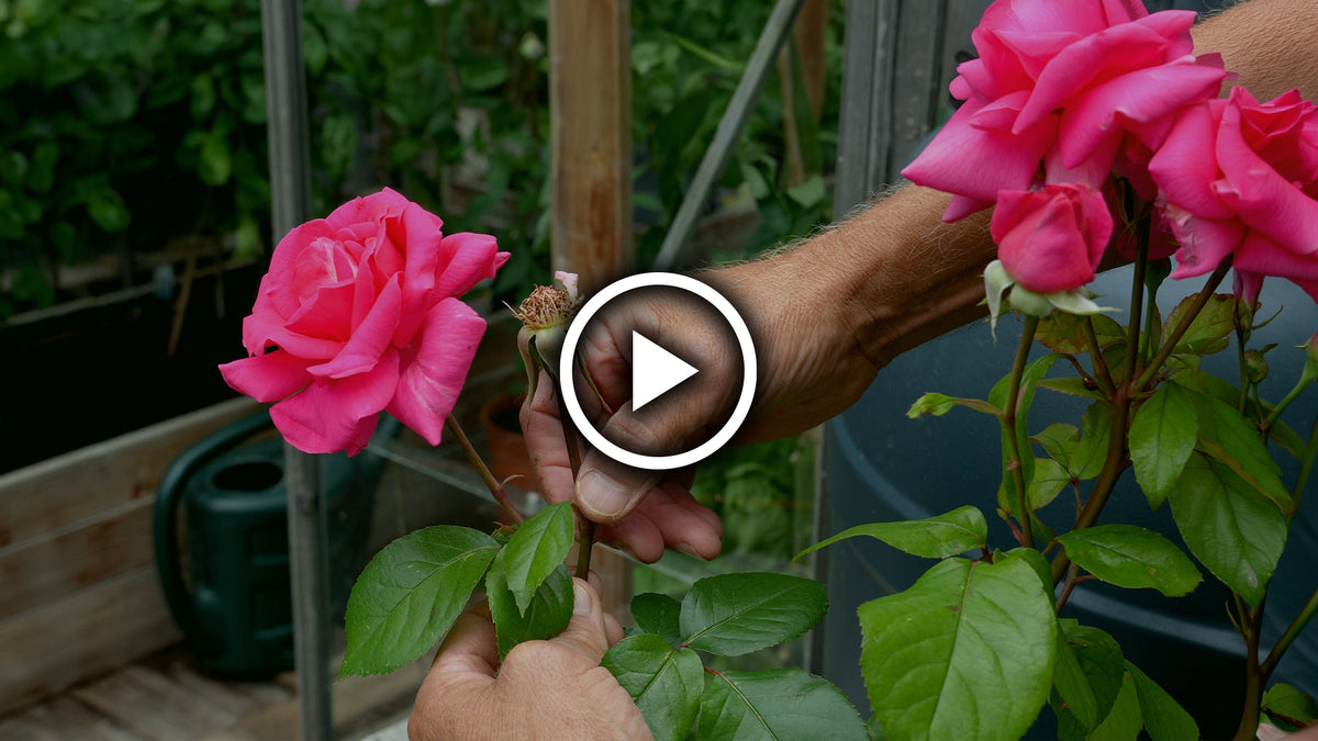 How to Deadhead Roses for More Flowers 🌹