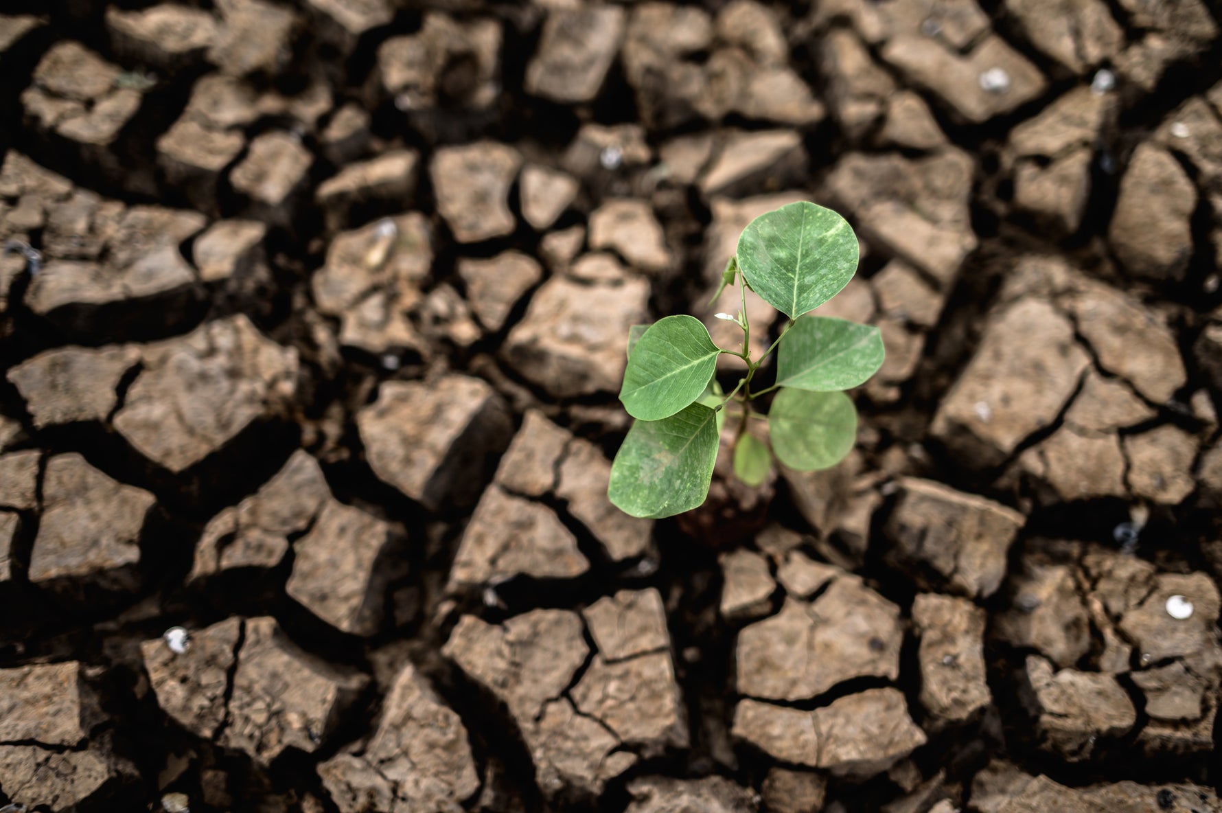 clay soil