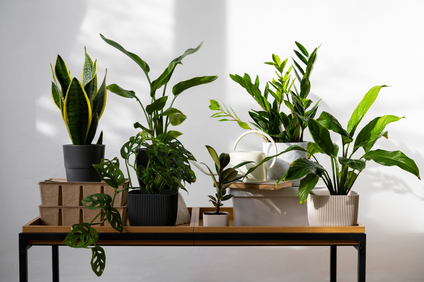 A collection of house plants upon a table, against a white wall.