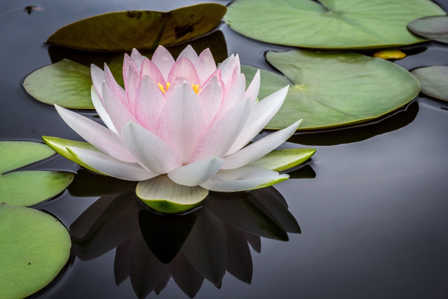 Water lily pond plant