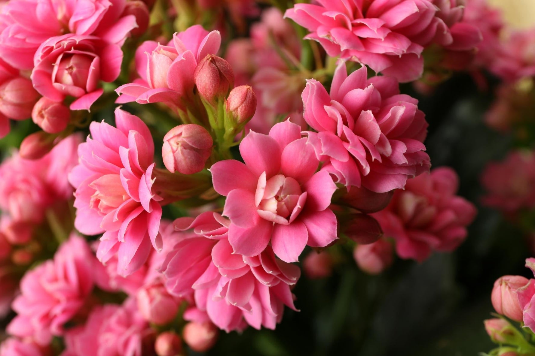 kalanchoe flowers close up