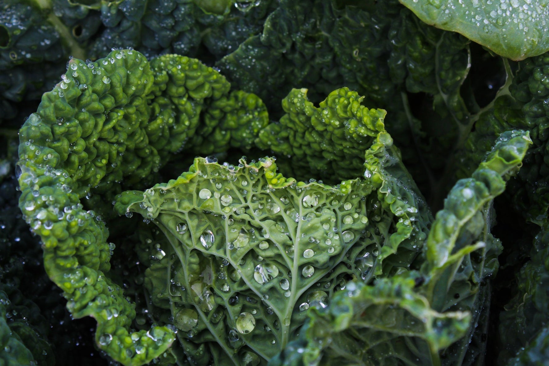 close up of cabbage