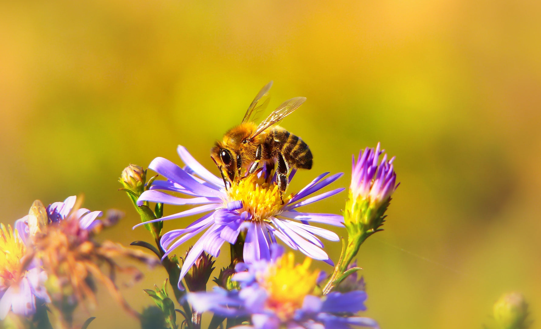 pollinator on a flower