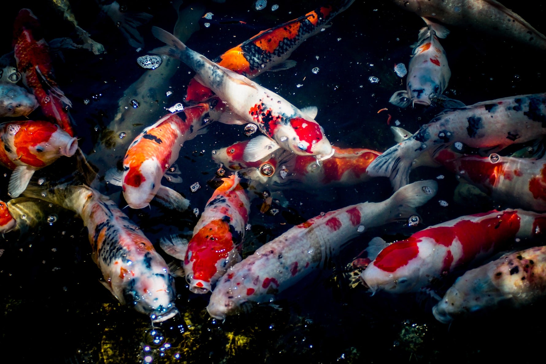 Koi fish swimming in pond