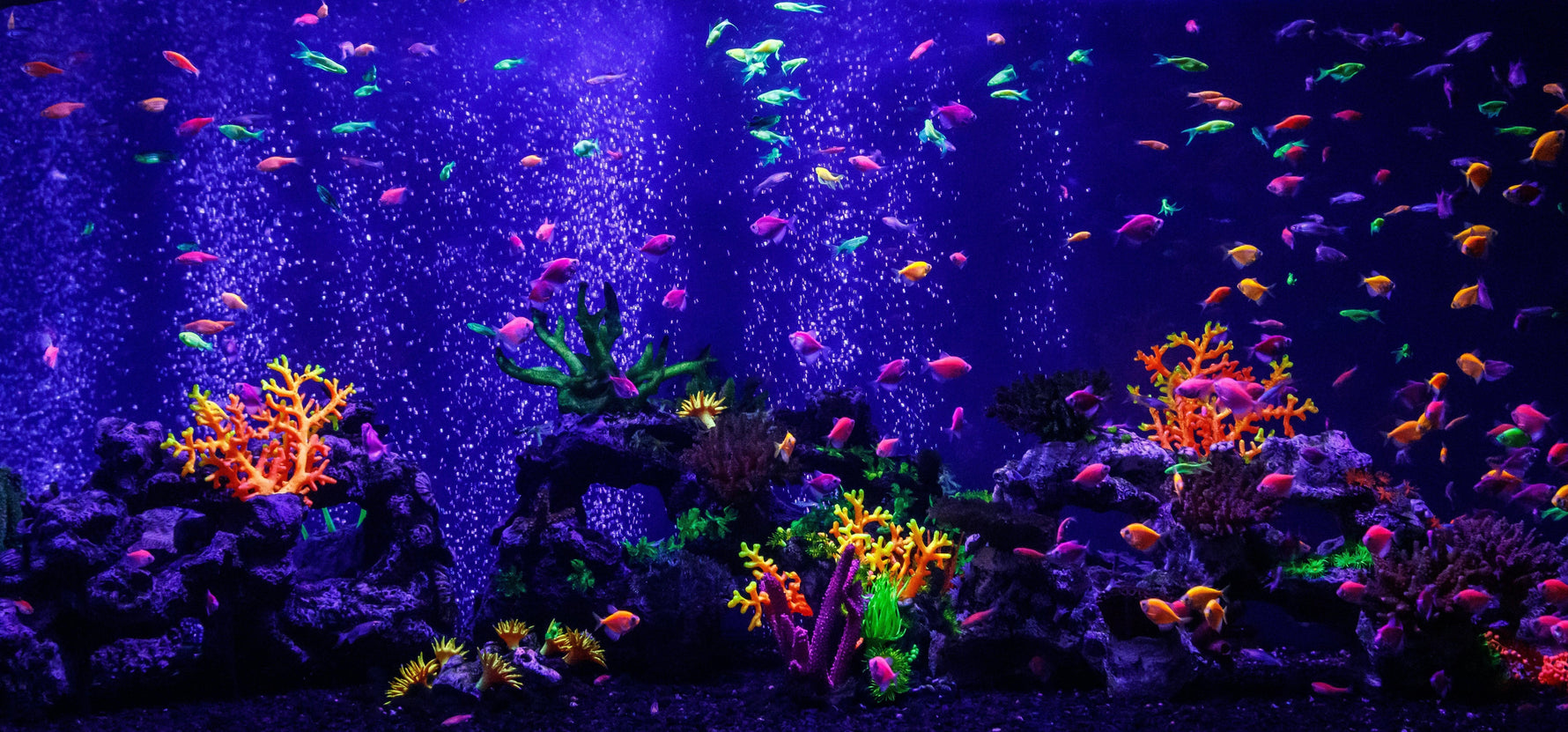 The Ultimate Guide to a Healthy Aquarium Tank - envii