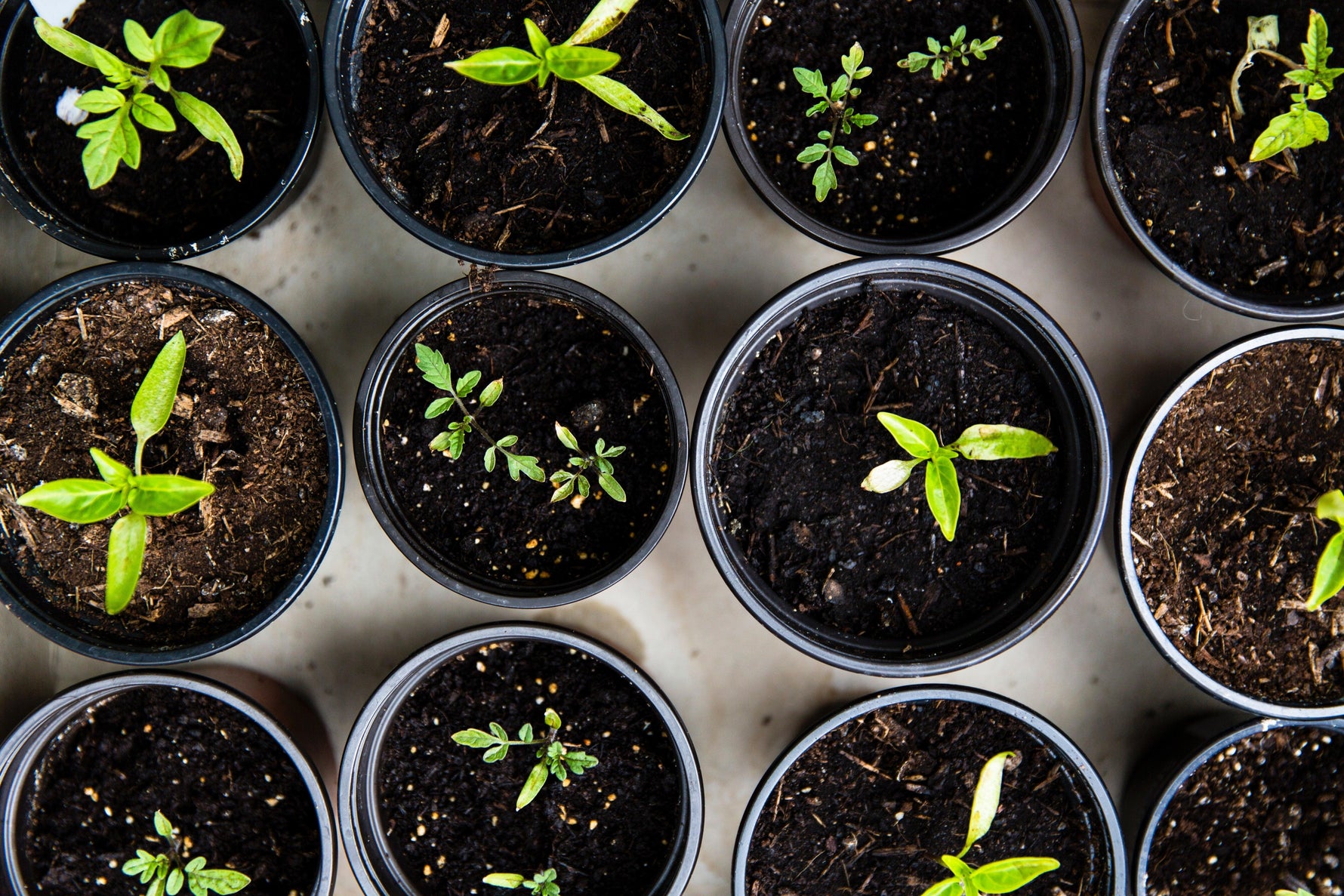 How Young Plants Can Survive the Early Spring Heat - envii