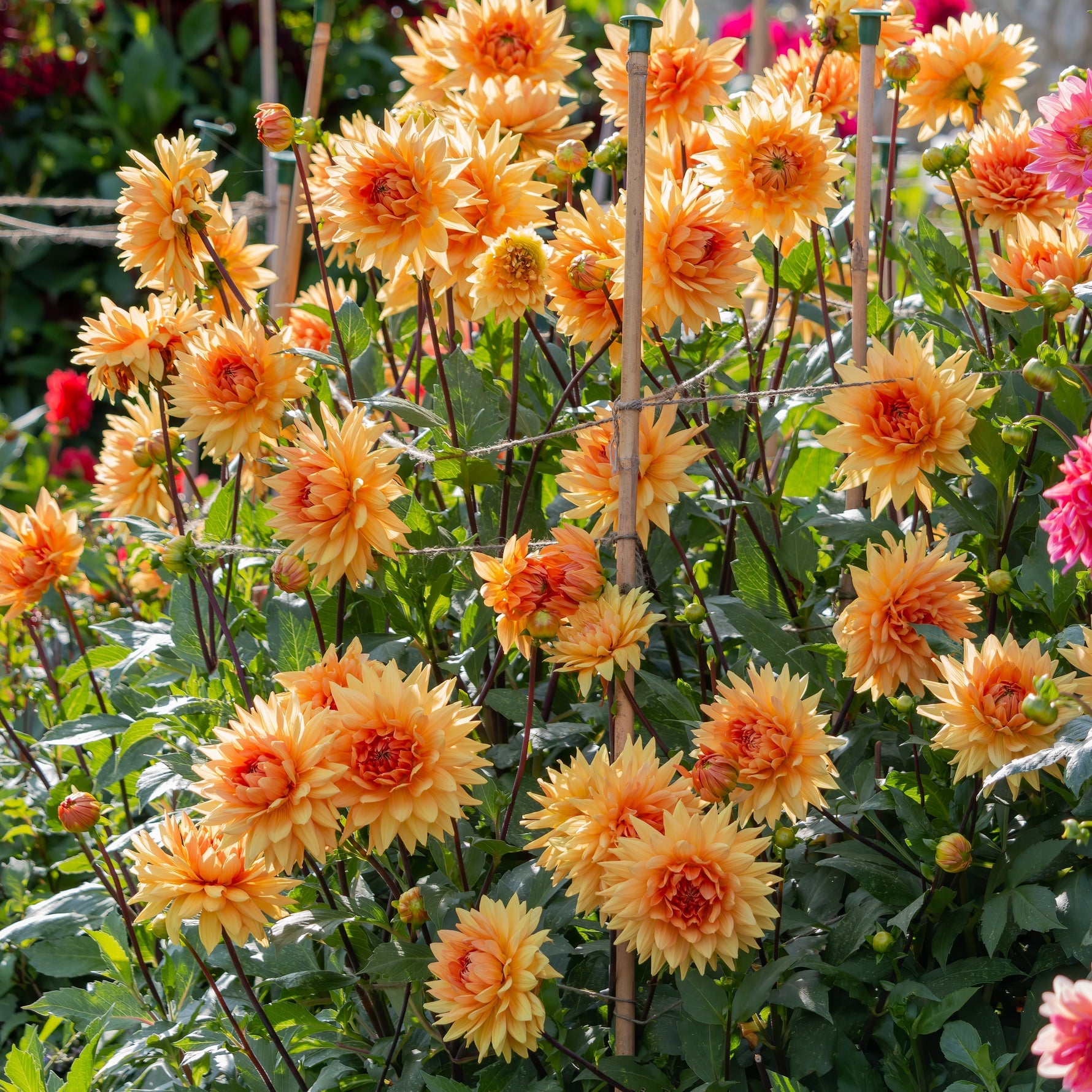 dahlias blooming in organic garden