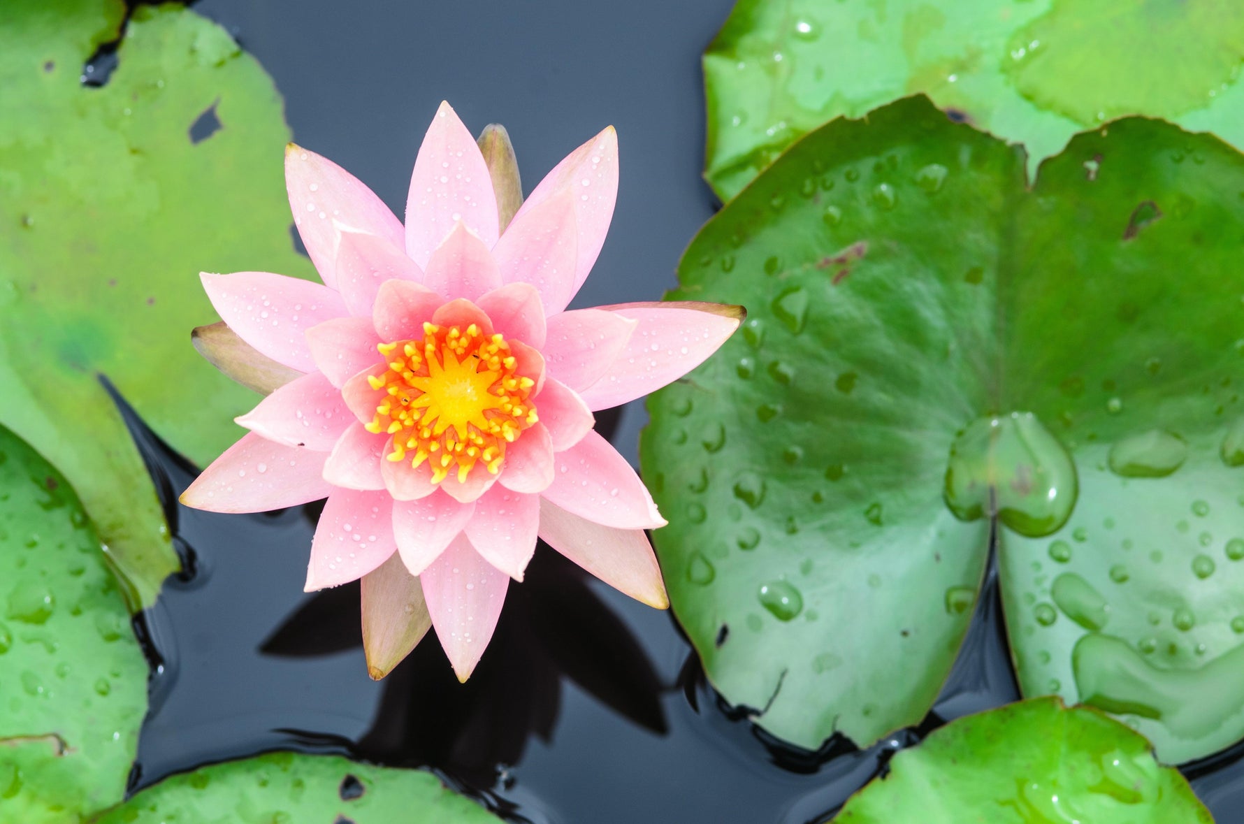 How to Reduce Pond Nitrates - envii
