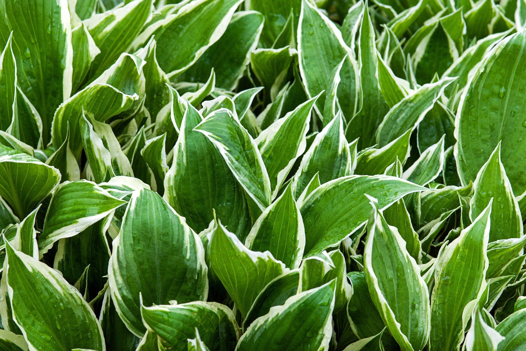 close up of hosta