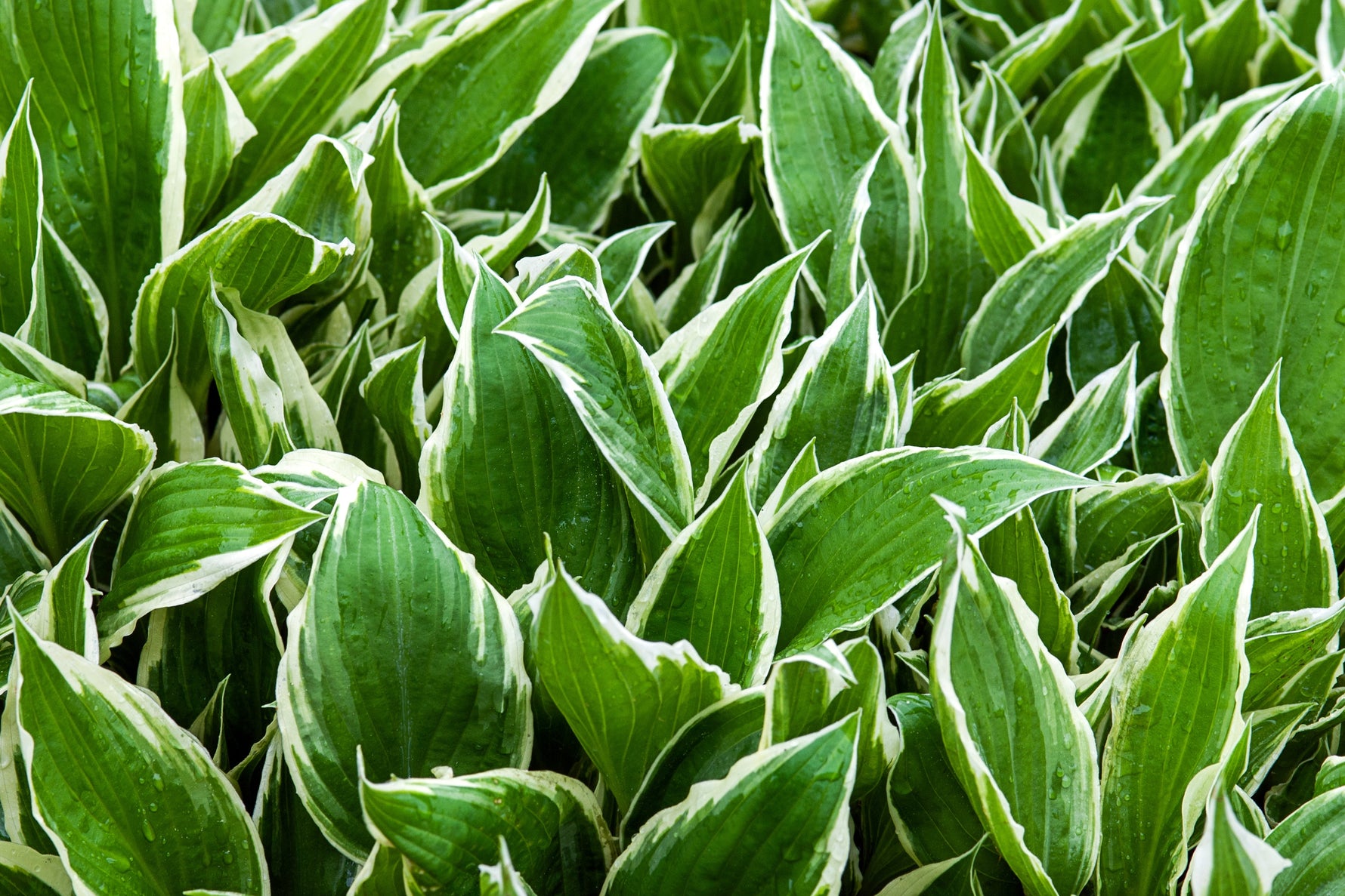 close up of hosta