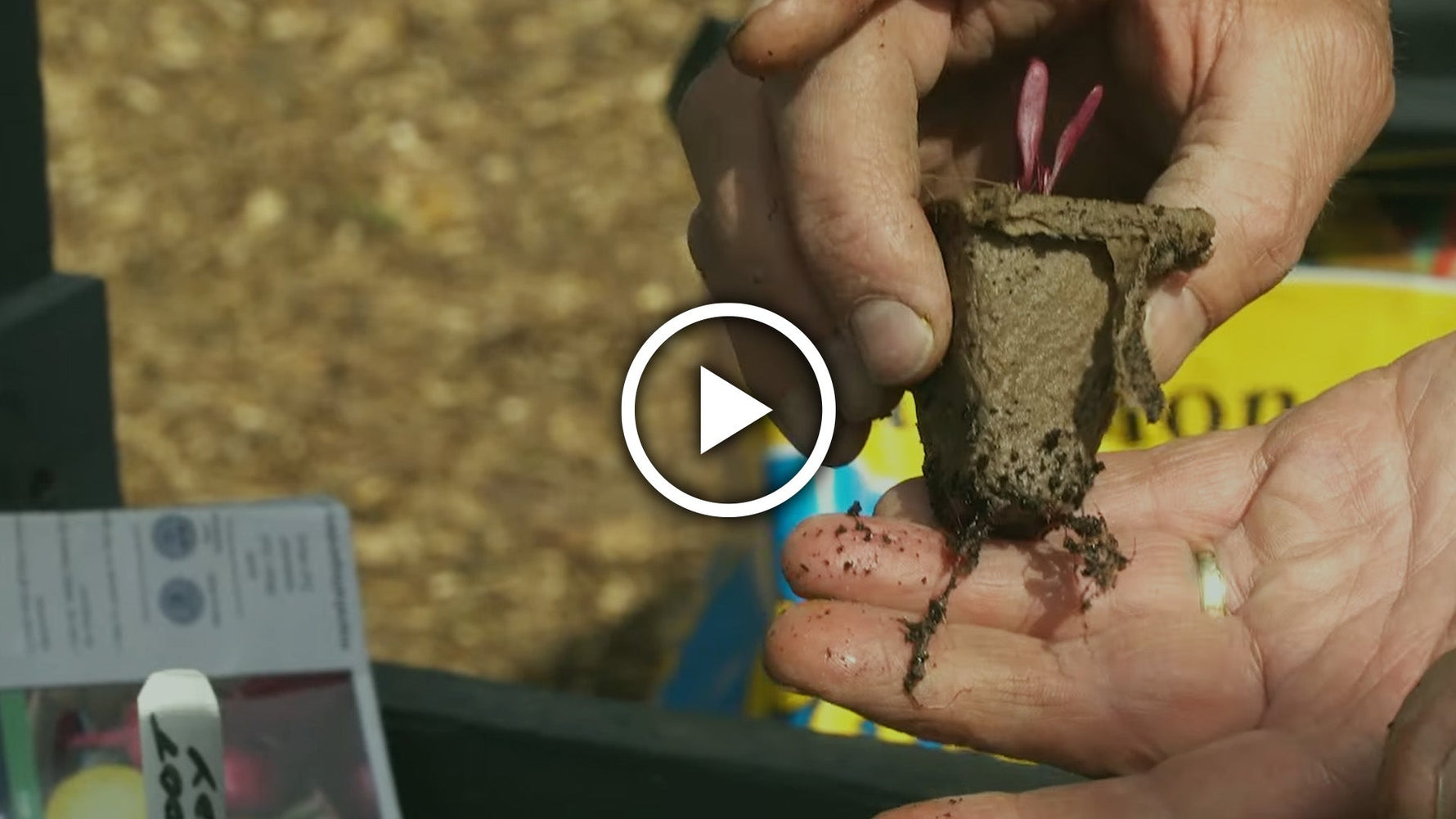 How to Grow Beetroot: Planting Out & Sowing Outdoors in April