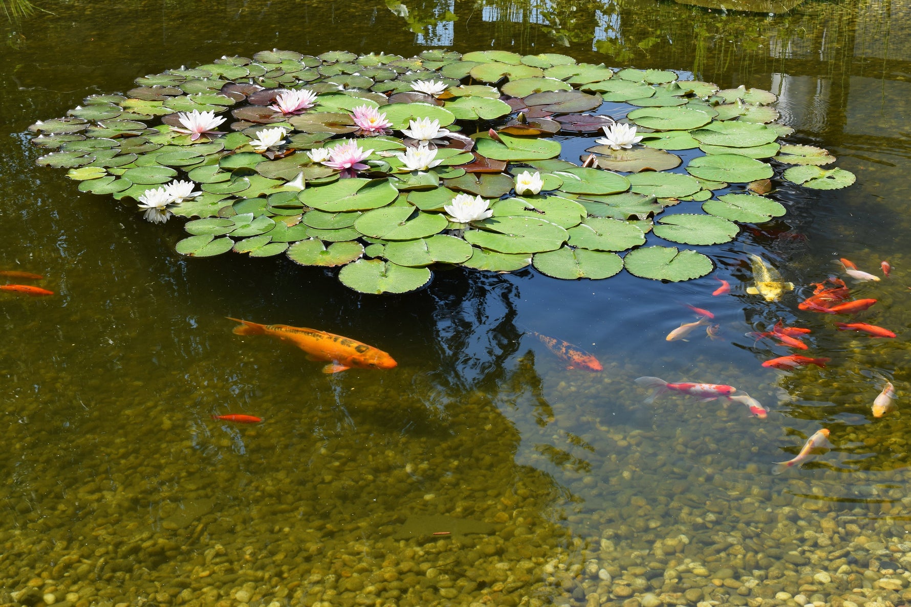 Clear pond with koi, goldfish and lilies 